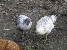 oiseaux_et_poules_20211127_2090710880